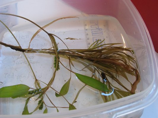 site 23 ribbon-leaf_pondweed fan-like submerged leaves
